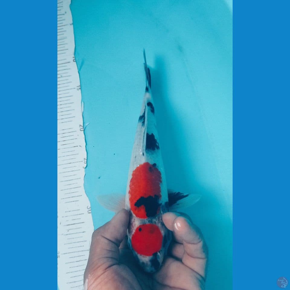 SHOWA 27CM