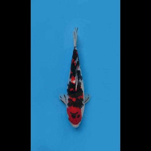 32cm Male , Red Taisho Sanke