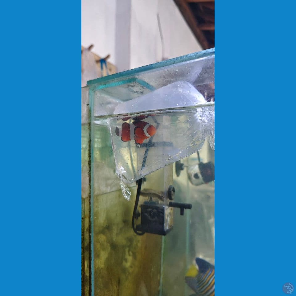 ikan nemo/clown fish air laut