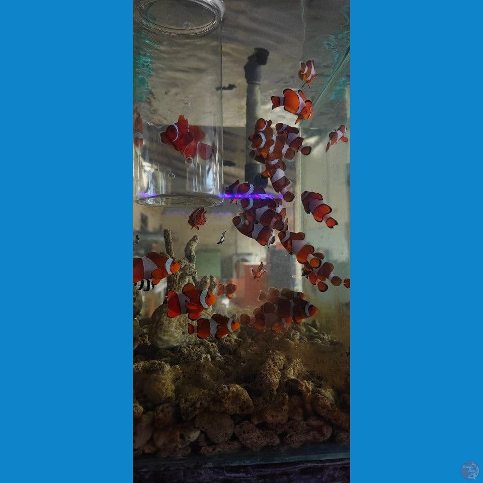 ikan hias nemo air laut (per ekor)