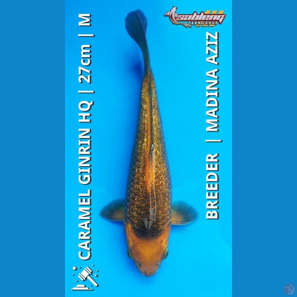 Caramel Ginrin 27cm HQ Madina Aziz