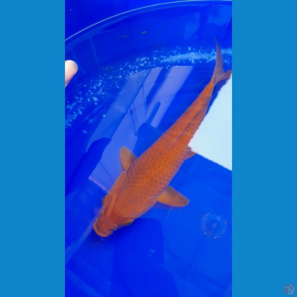 27CM RED CARAMEL