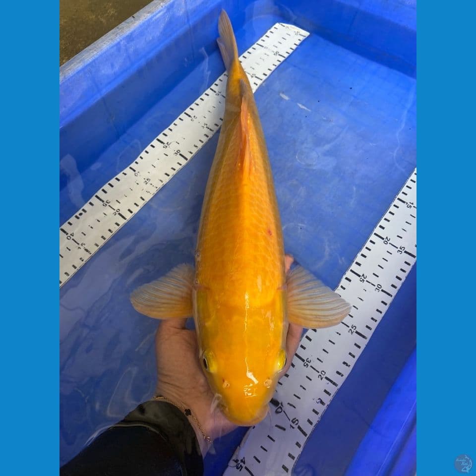 ak3 punuk 47