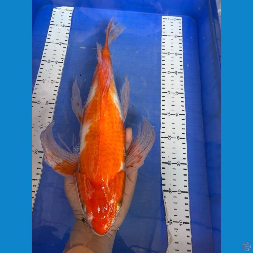 v3 kohaku kumpay