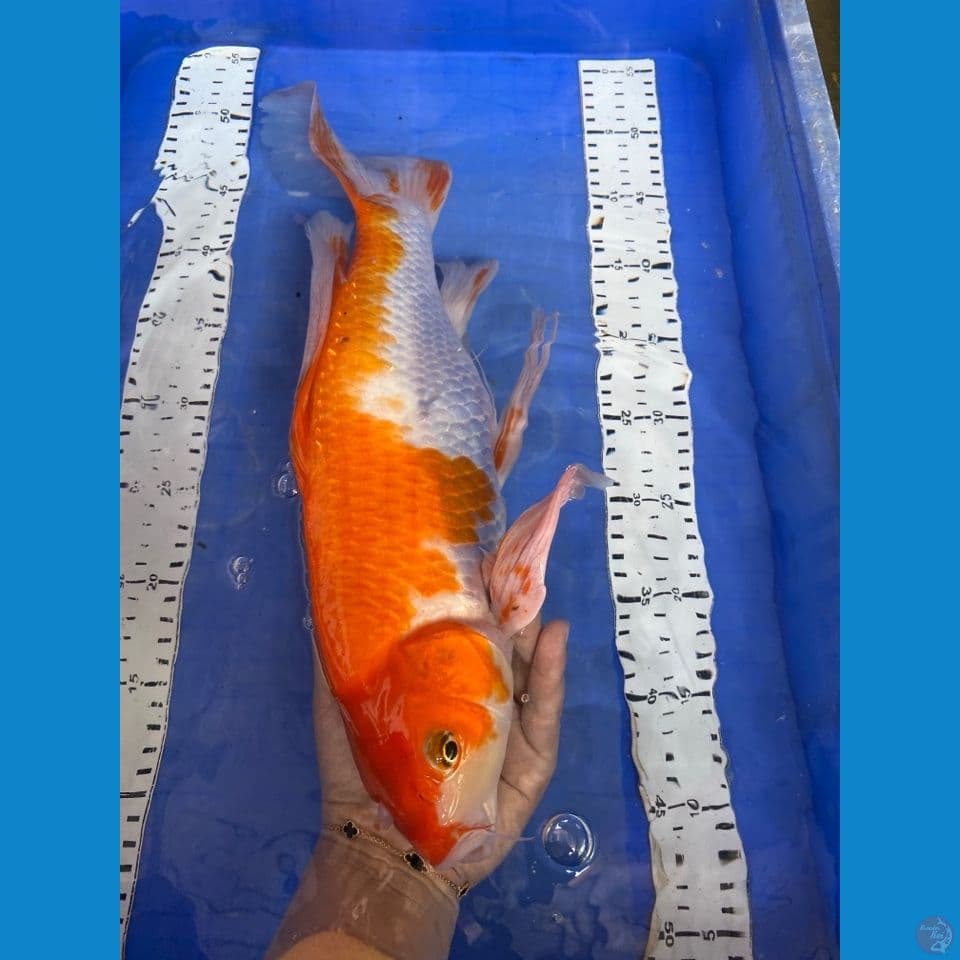 v3 kohaku kumpay