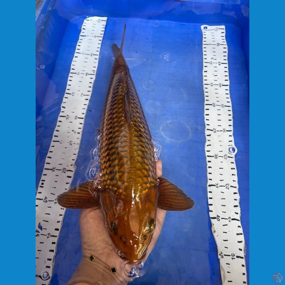 v3 jantan punuk chagoi