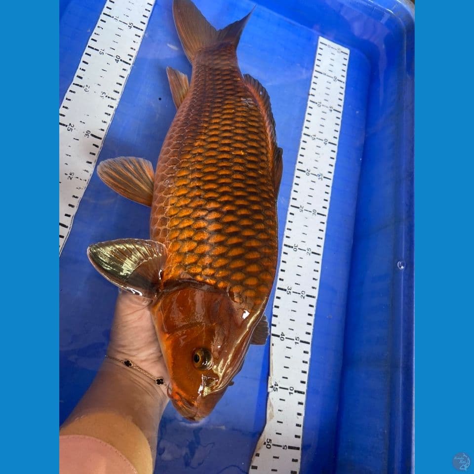v3 punuk jantan chagoi