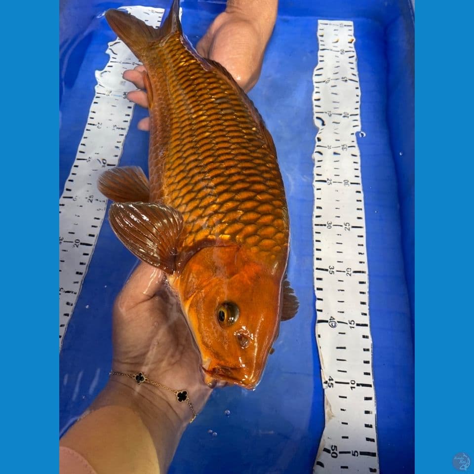 v3 male 42 punuk