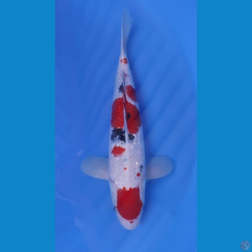 MARUTEN SANKE HQ 35CM - MALE