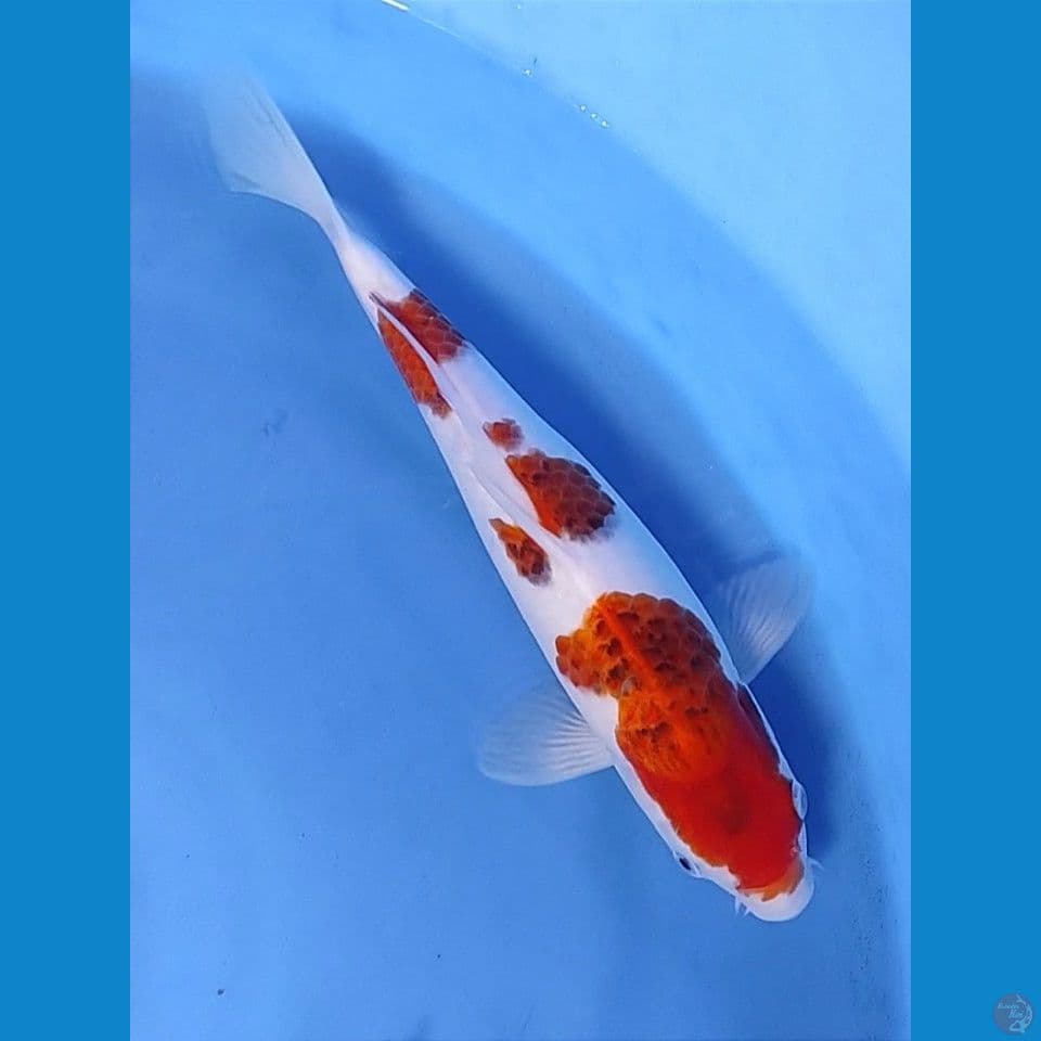 33cm