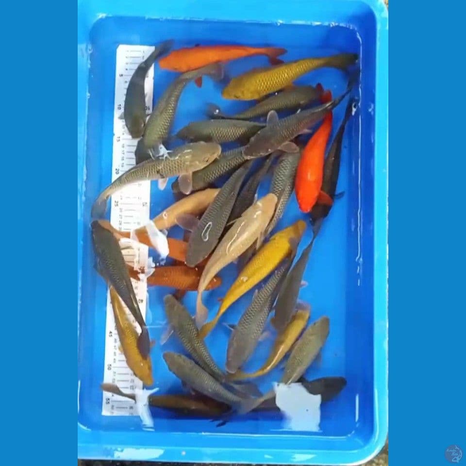20-24cm PAKET 25 EKOR