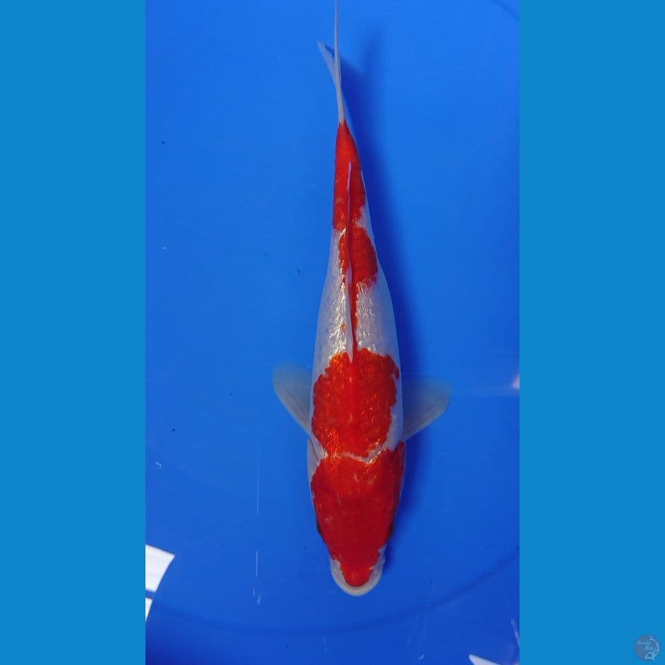 original kohaku gindrin
