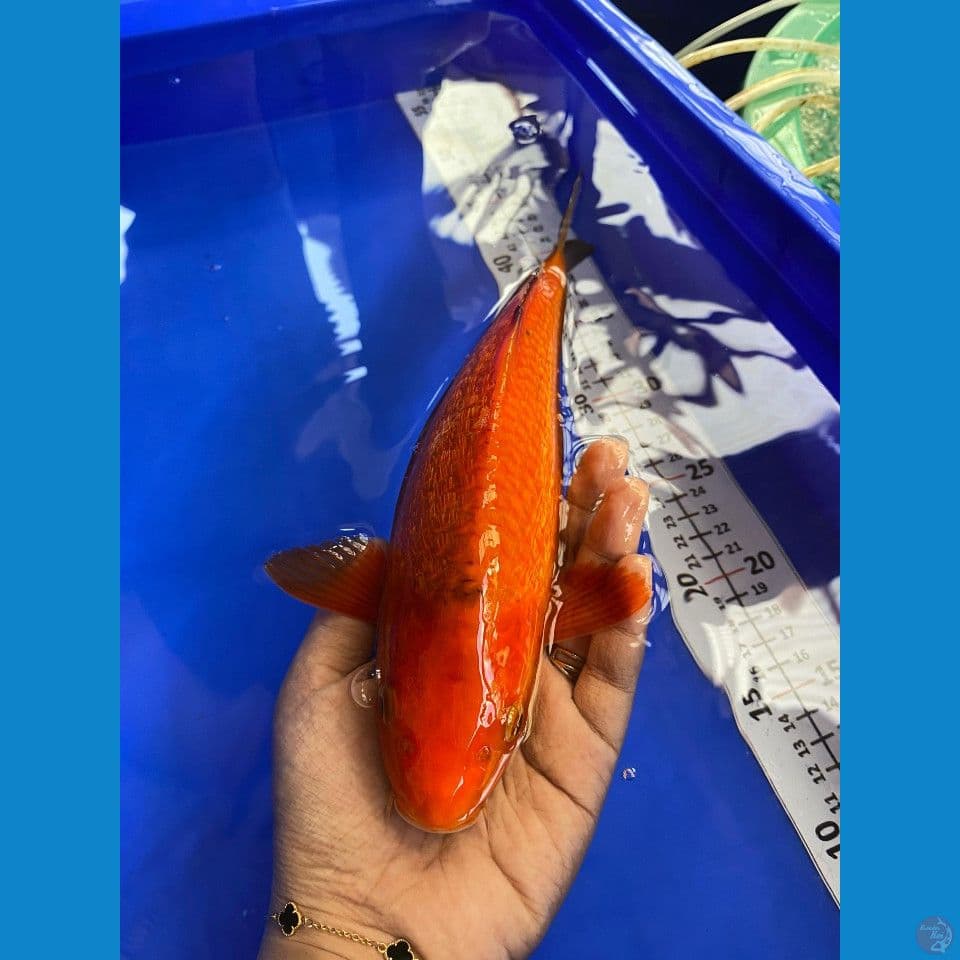 29cm