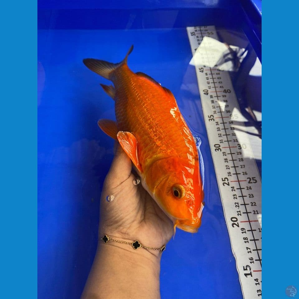 29cm