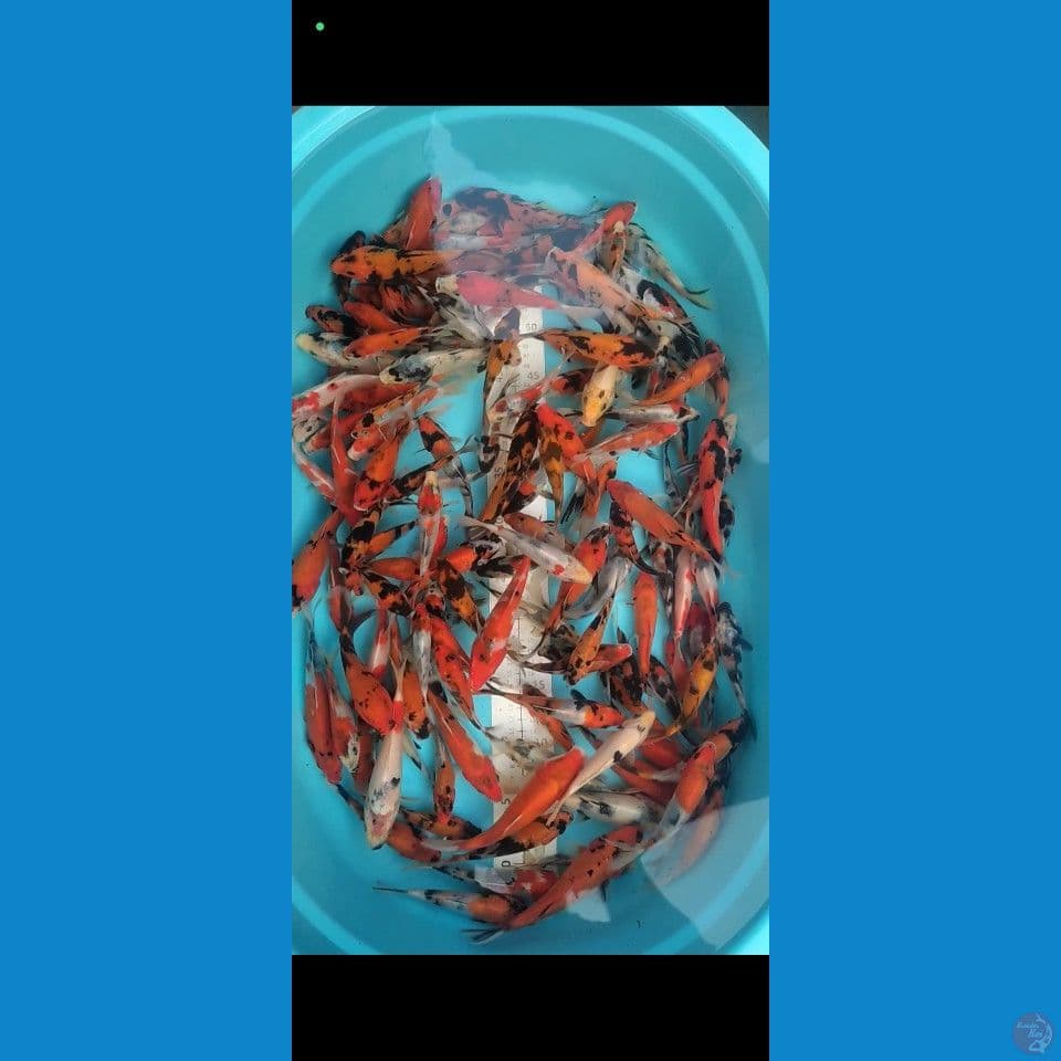 showa mix 10-17cm 140ekor