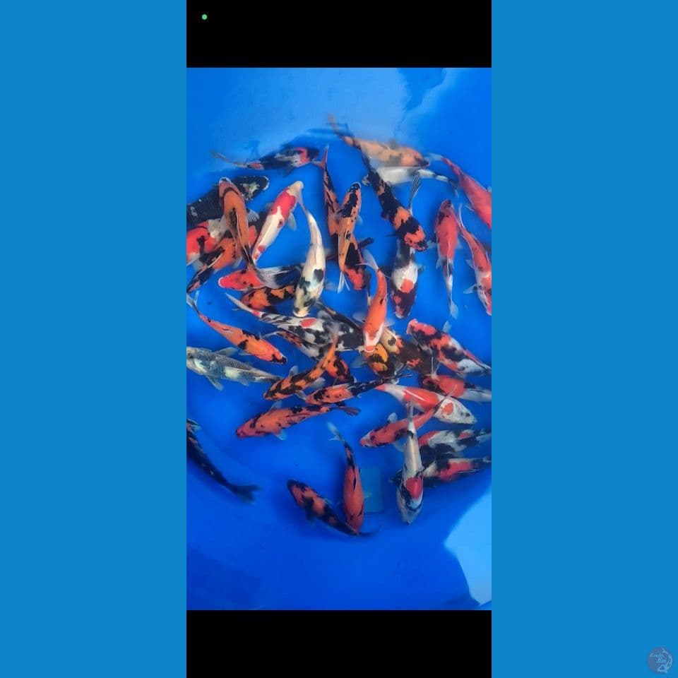 showa mix 17-25cm 40ekor