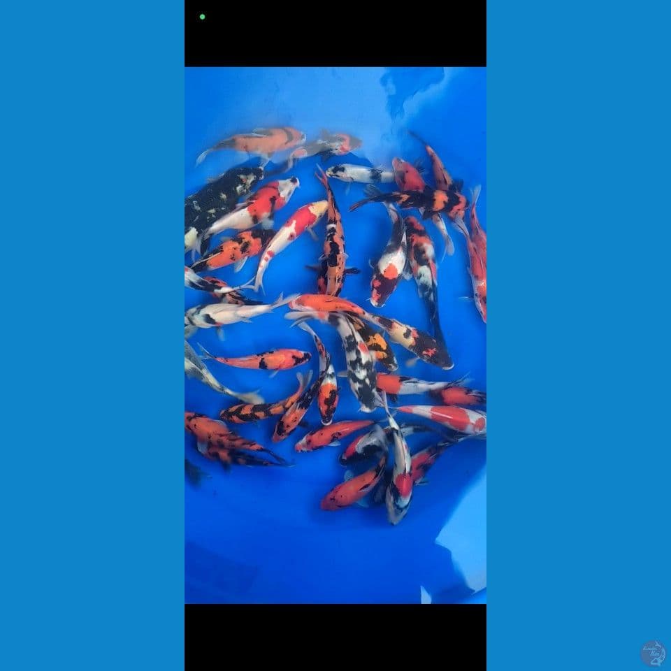 showa mix 17-25cm 40ekor