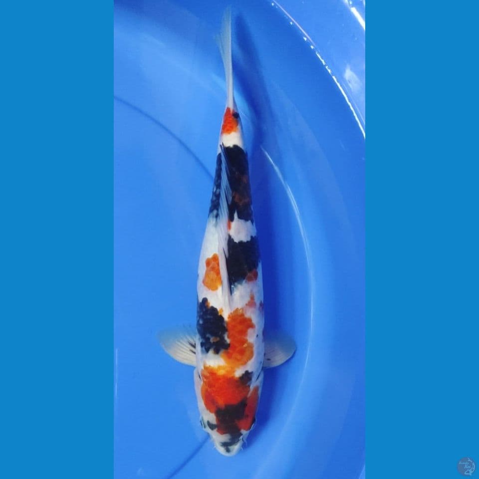 showa motogoro 40cm male