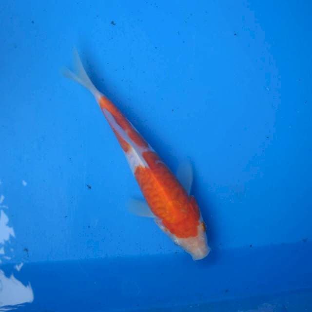 Kohaku Aragoke F1