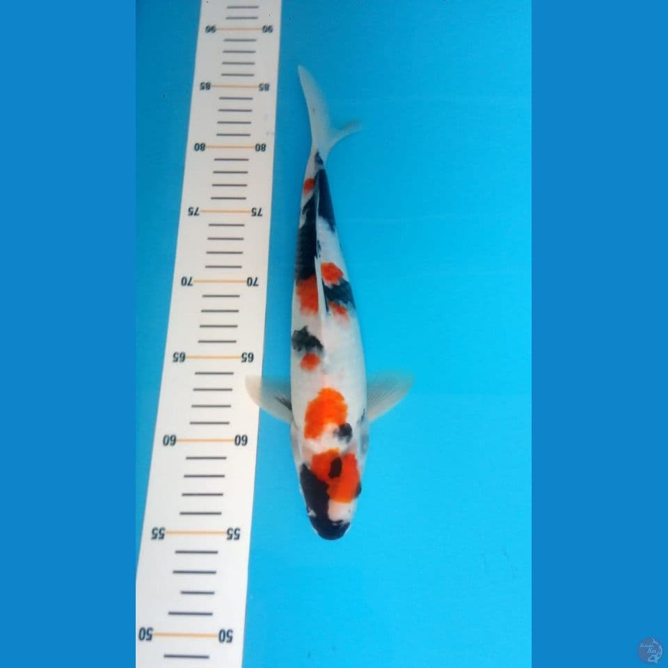 showa maruten 30cm