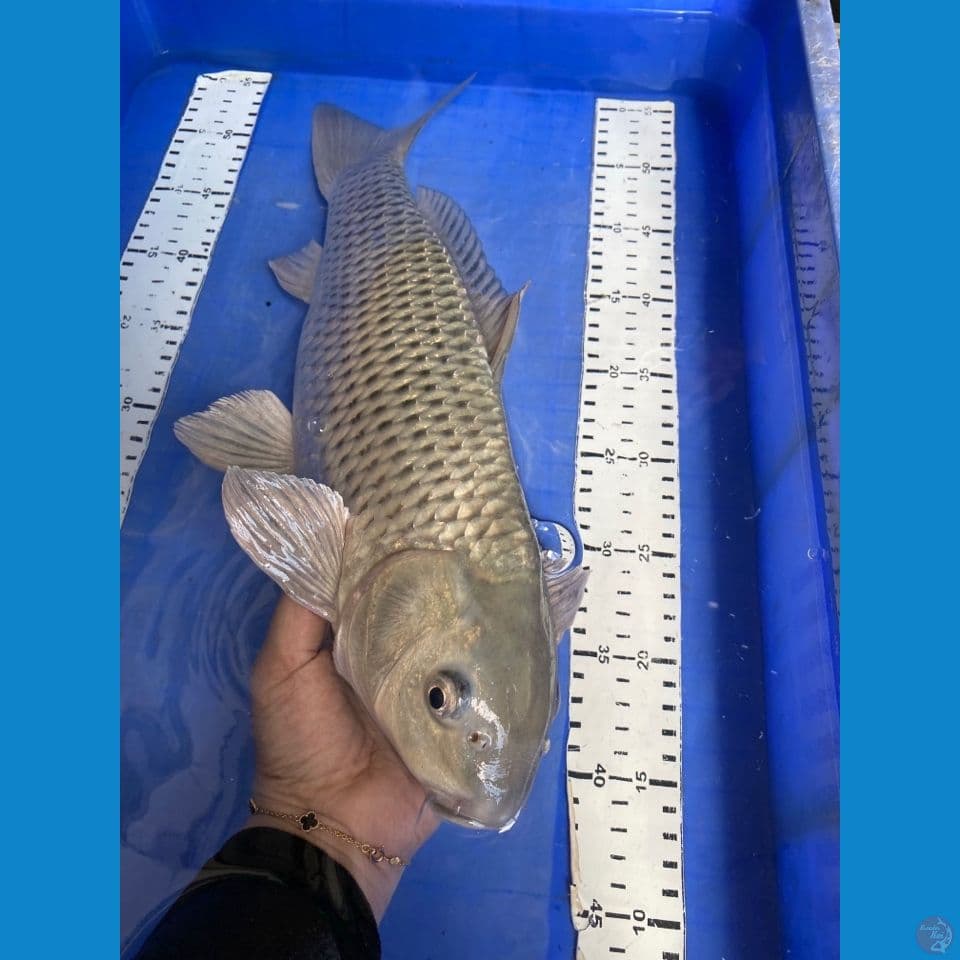ak5 soragoi 45 male