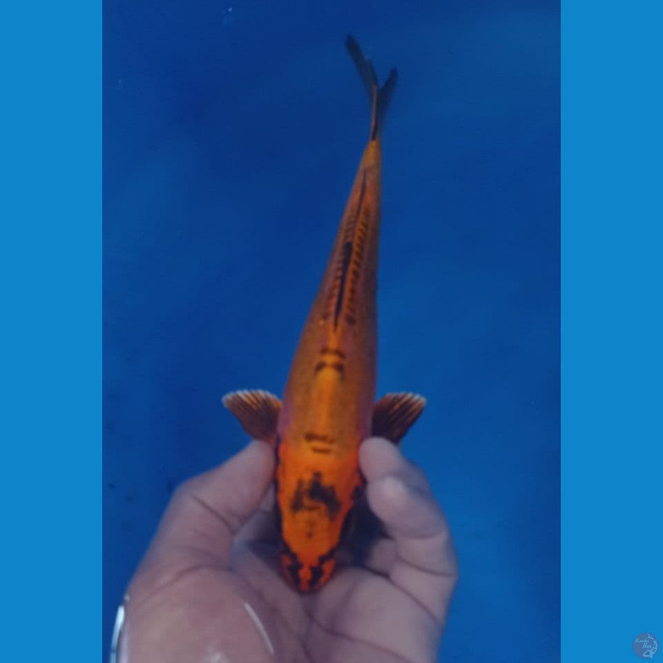 KIKO 25CM