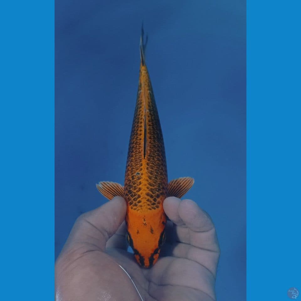 MANGGO 23CM