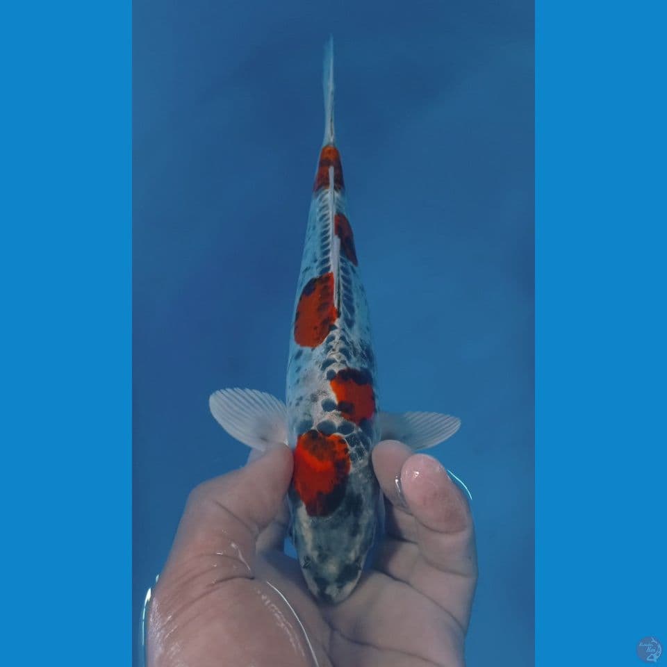 BENIKIKO 27CM