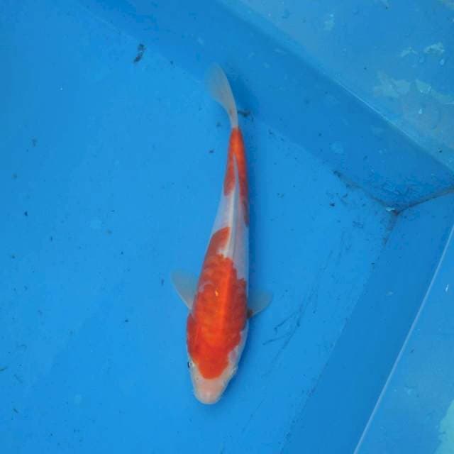 Kohaku Aragoke F1