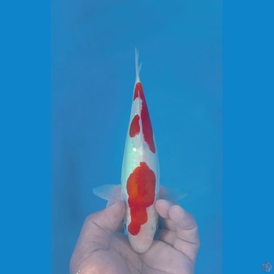 DOITSU 25CM