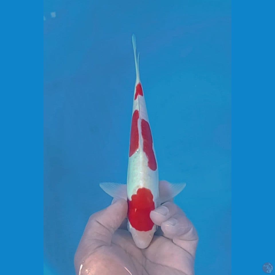DOITSU 24CM