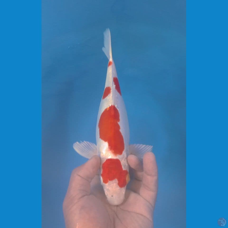 KIKUSHUI 30CM
