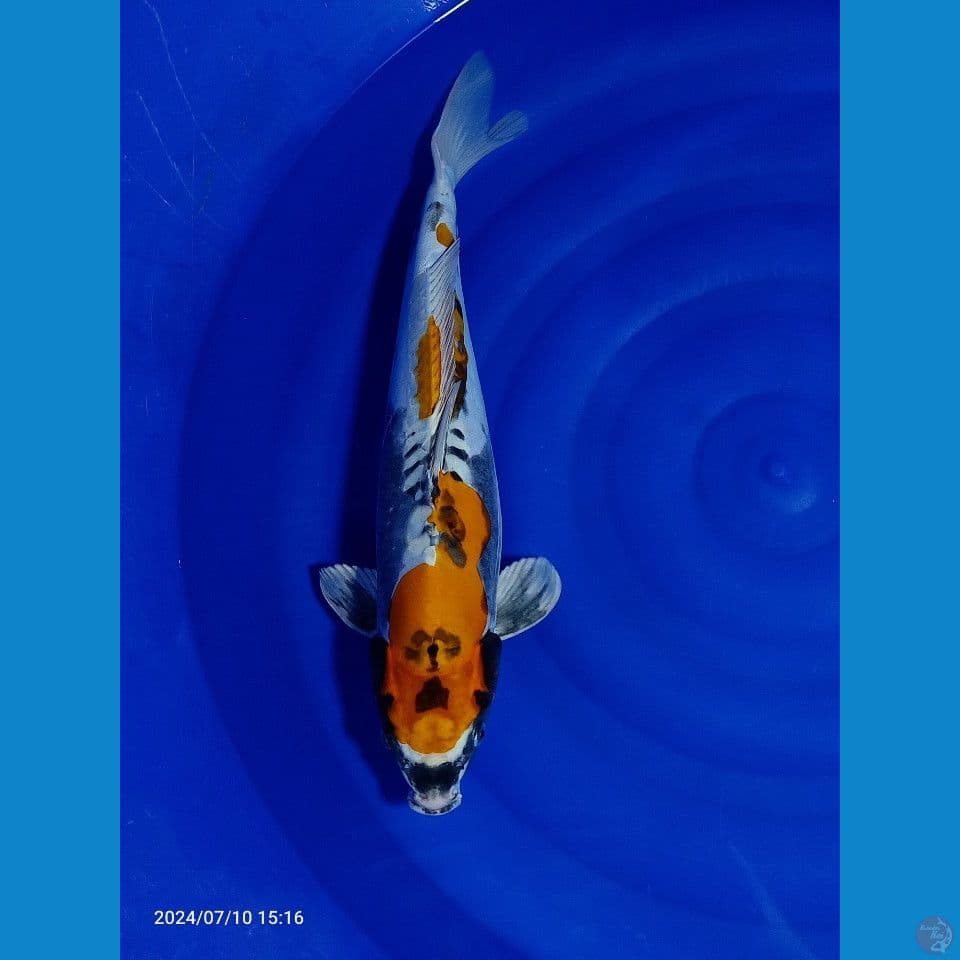 BENI KIKO JUMBO 50 CM