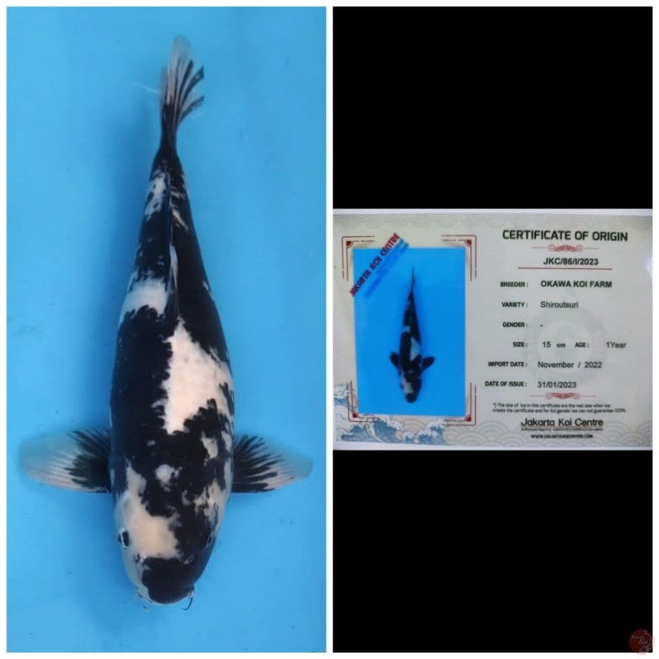 Okawa Jumbo Shiro