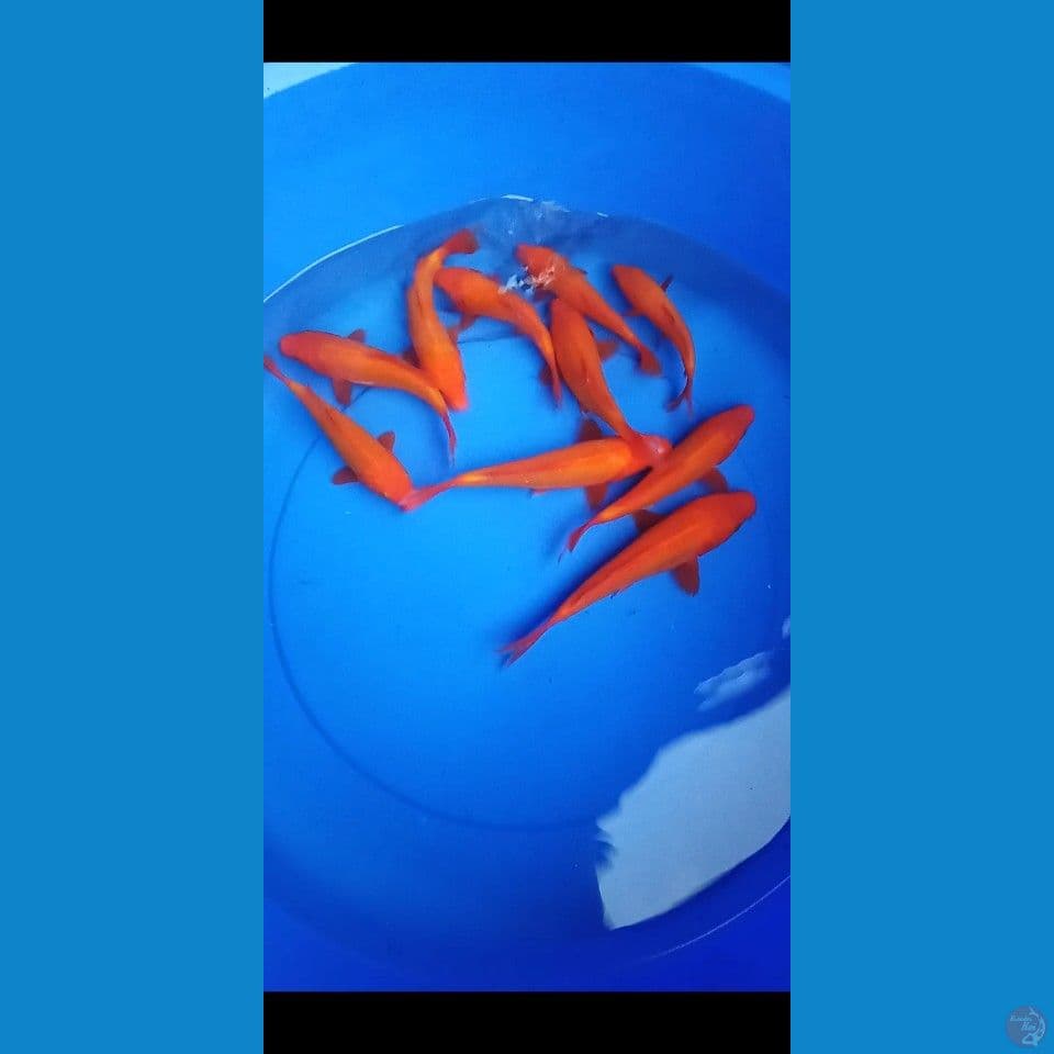 13-15-17cm mix benigoi doit 10ekor