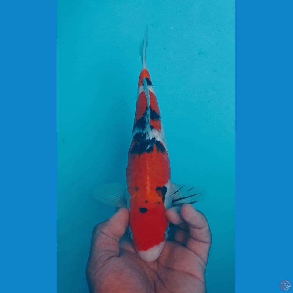 SANKE 30CM
