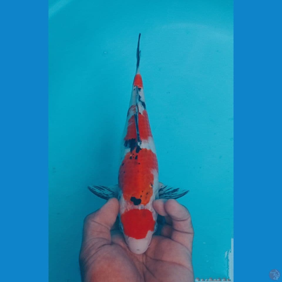 MARUTEN 29CM