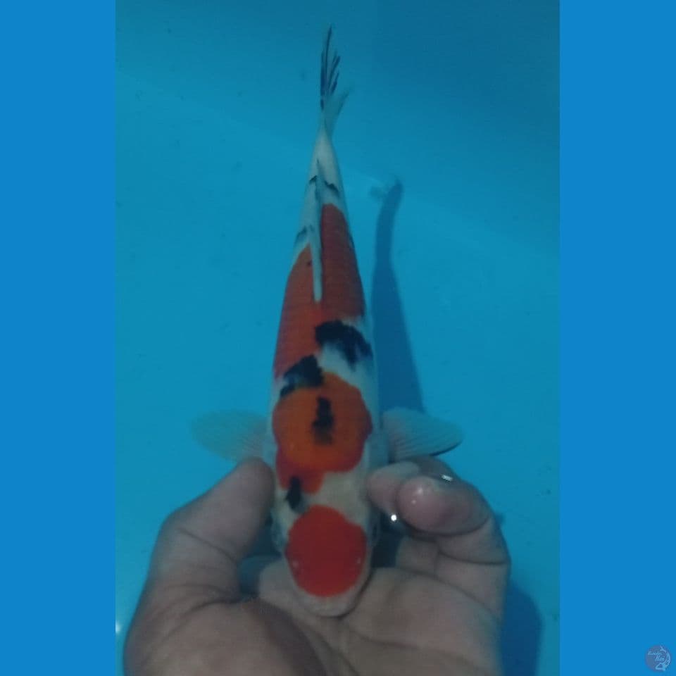 MARUTEN 25CM