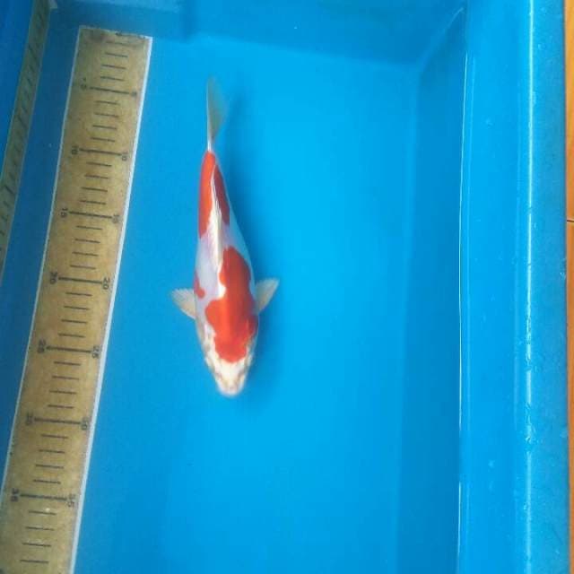 Kohaku hikarib berjitai