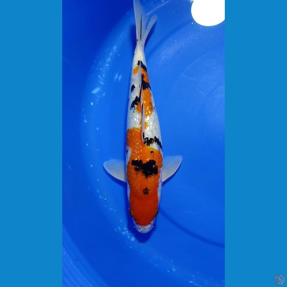 SANKE GINDRIN 39 CM