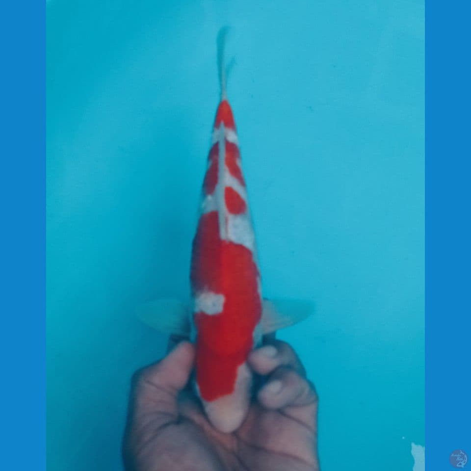 KOHAKU 28CM