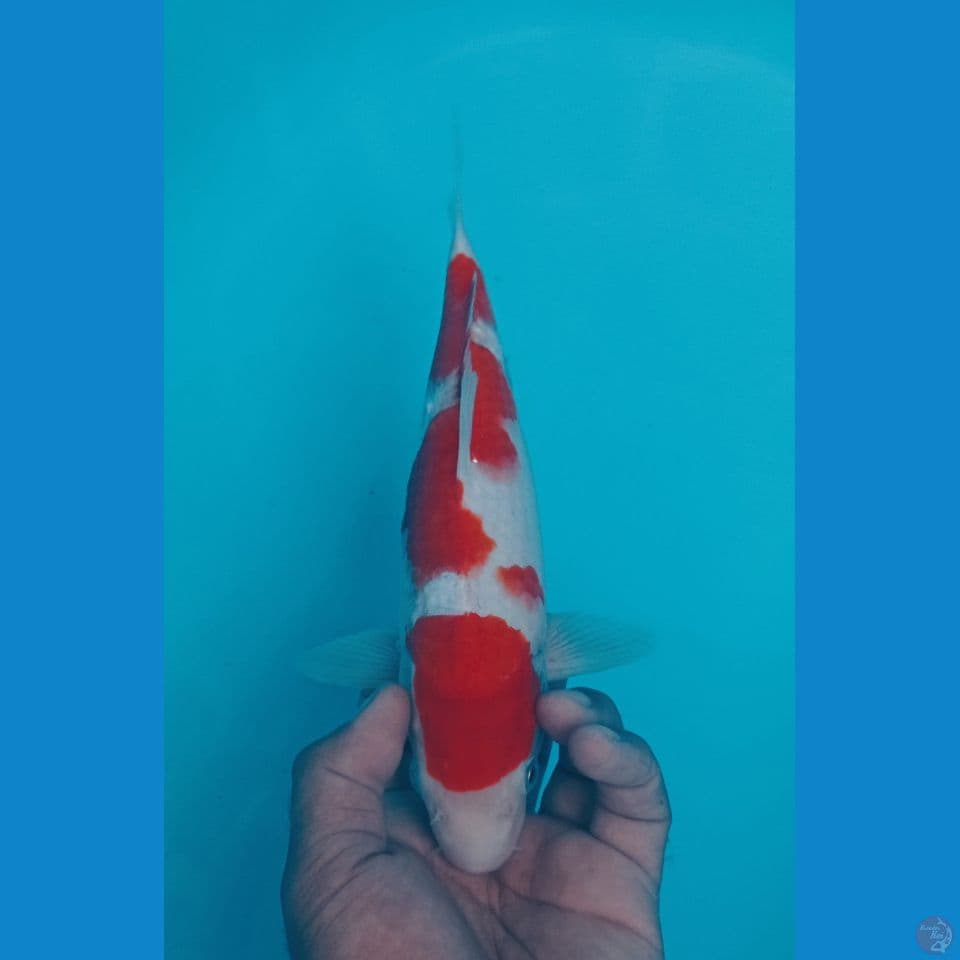 KOHAKU 29CM