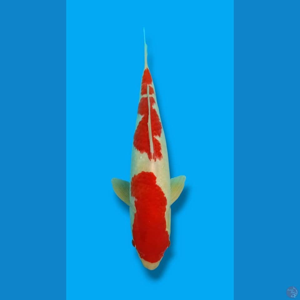 Kohaku jantan 46cm