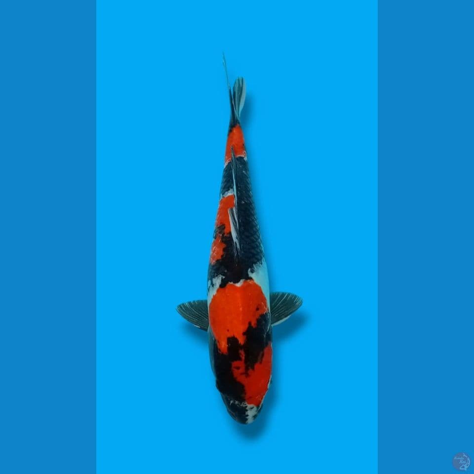 Showa betina 45cm