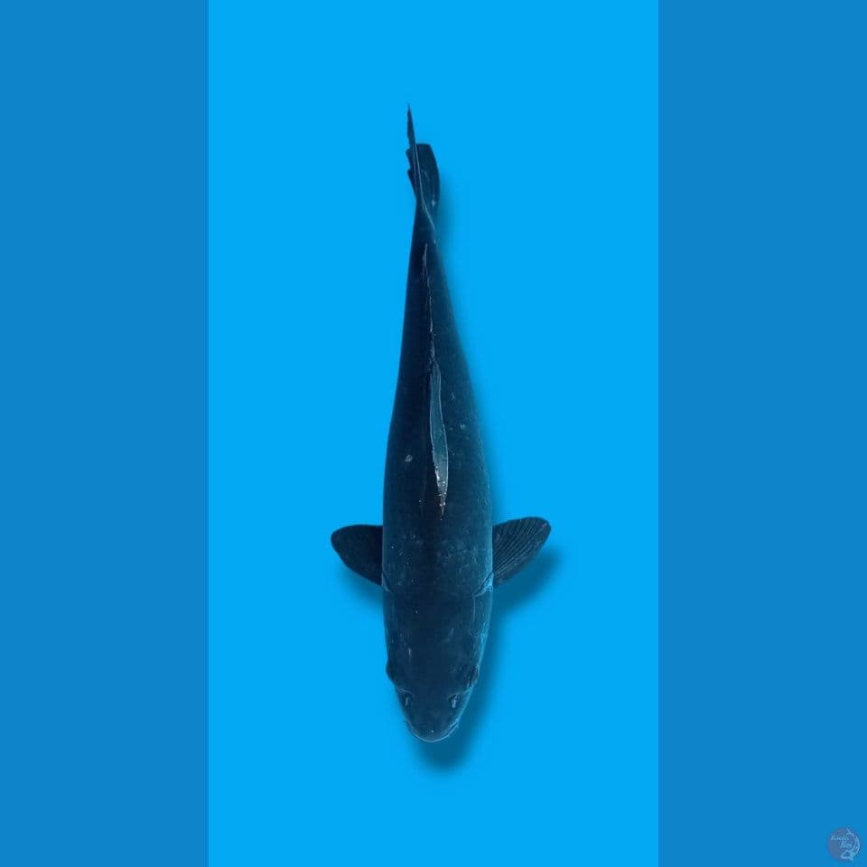 karashu betina 56cm