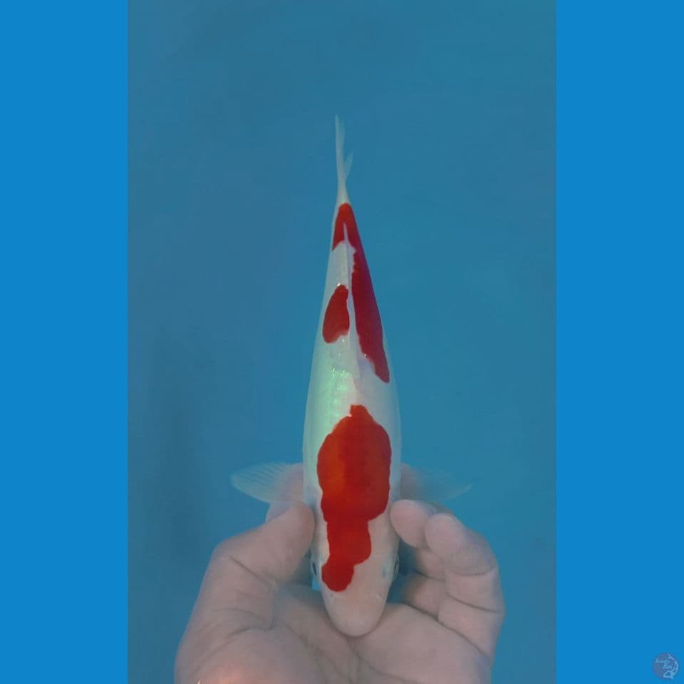 KOHAKU DOITS 26CM