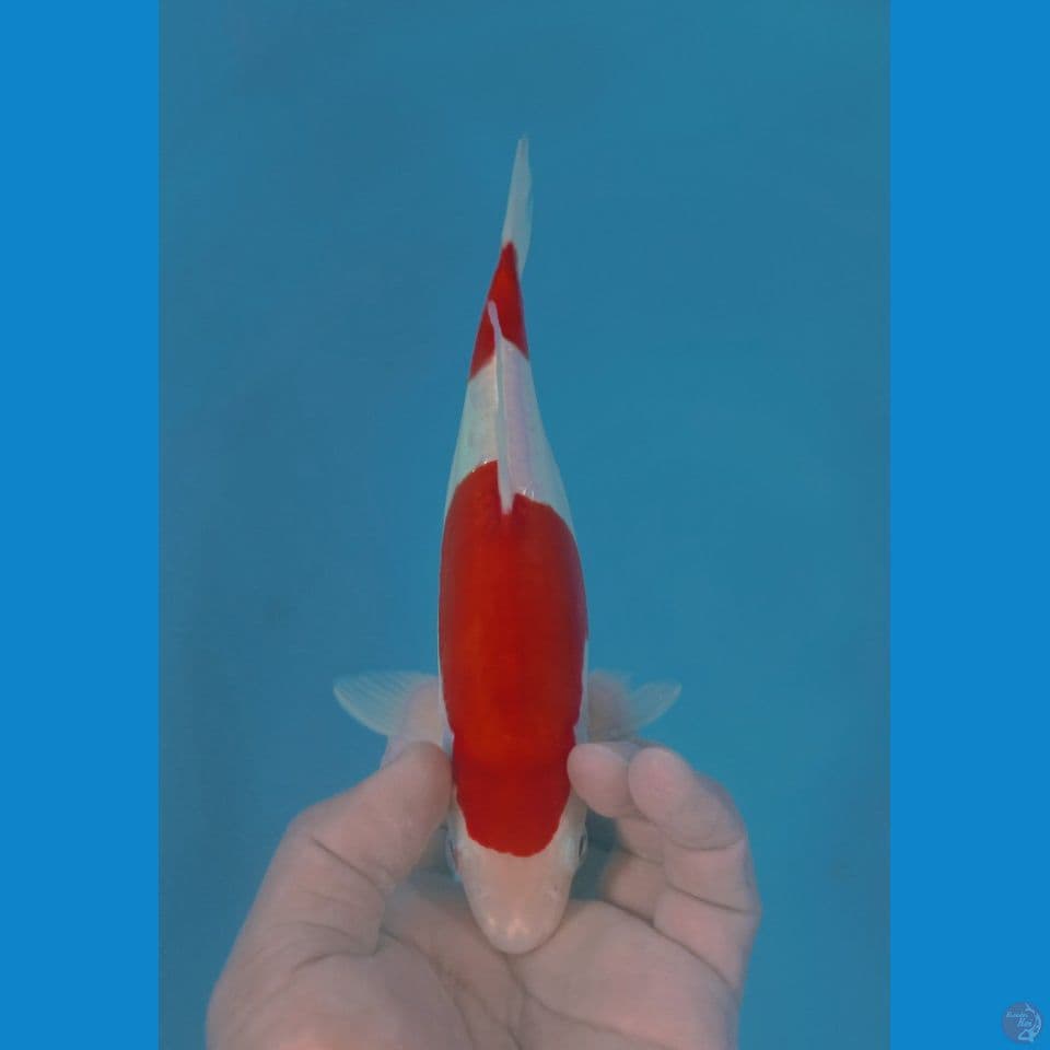 KOHAKU DOITSU 25CM