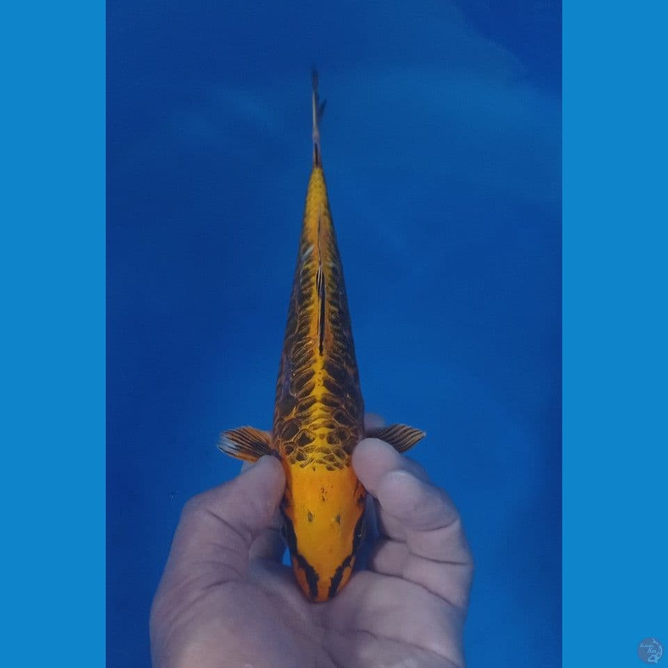 ARAGOKE 25CM
