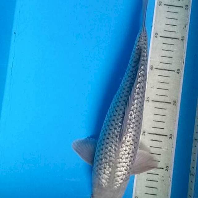 Kingirin soragoi full