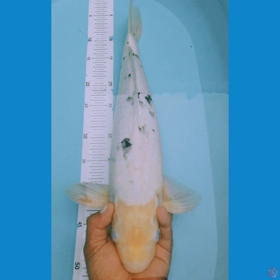 BEKO 50CM